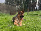Mâle Berger Allemand disponible pour saillie