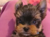Chiots Yorkshire Terrier à vendre