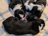 Bébés