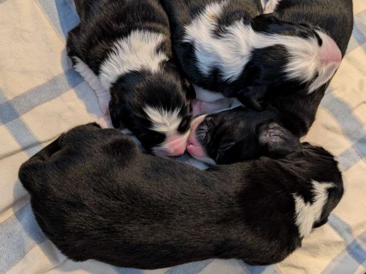 Bébés