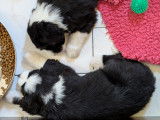 Chiots Bearded Collies noirs et blancs à vendre