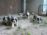 Chiots à 7 semaines