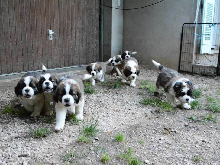 Chiots à 7 semaines