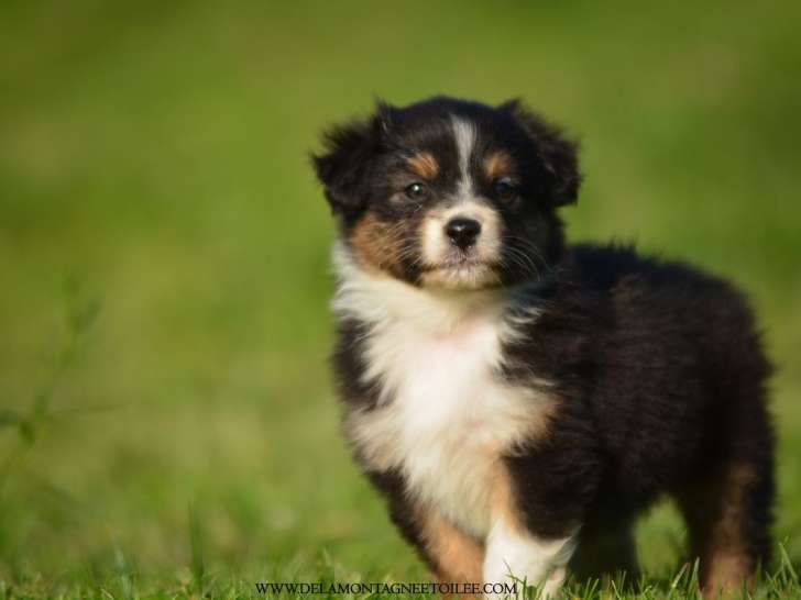 Un chiot femelle Berger Australien noir tricolore LOF disponible à la réservation