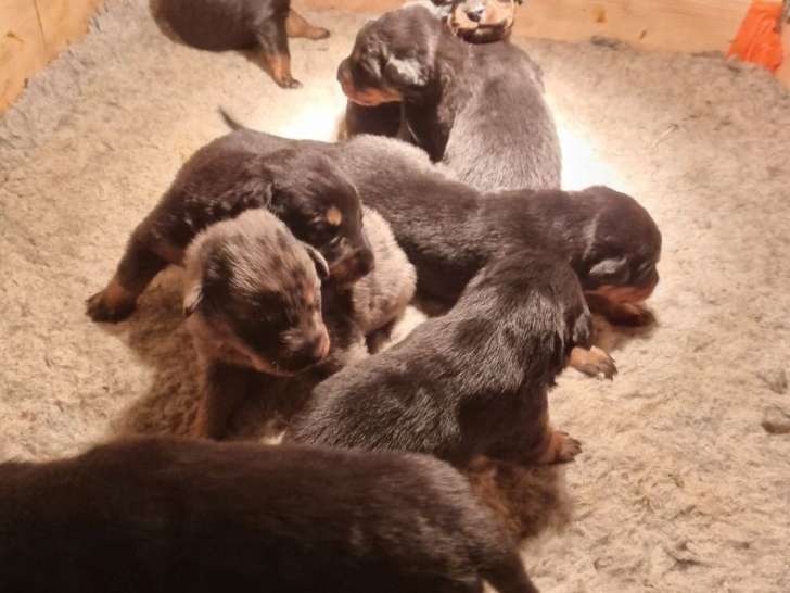 8 chiots Beaucerons disponibles à la réservation (LOF)