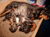 8 chiots Beaucerons disponibles à la réservation (LOF)