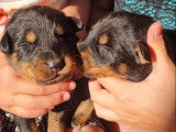 8 chiots Beaucerons disponibles à la réservation (LOF)
