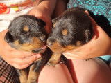 8 chiots Beaucerons disponibles à la réservation (LOF)