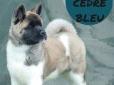 Chiot Akita Américain femelle LOF à vendre