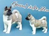 Chiot Akita Américain femelle LOF à vendre
