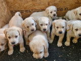 9 chiots Labrador Retrievers LOF à réserver