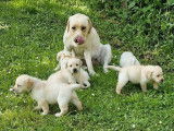 9 chiots Labrador Retrievers LOF à réserver