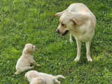 9 chiots Labrador Retrievers LOF à réserver