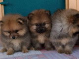 À réserver 3 chiots Spitz Nains LOF