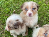 Des chiots Bergers Australiens LOF à réserver