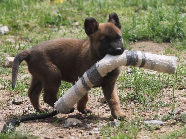 Disponibles à l’achat 5 chiots Bergers Hollandais LOF