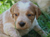 4 chiots m&acirc;les &Eacute;pagneuls Bretons &agrave; r&eacute;server (LOF)