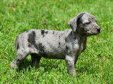 11 chiots Chien Léopard Catahoula disponibles à la réservation (LOF)