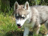 3 chiots Huskys de Sibérie LOF à réserver