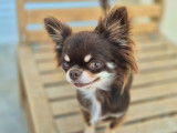Chienne Chihuahua adulte de 2 ans LOF disponible à l’achat