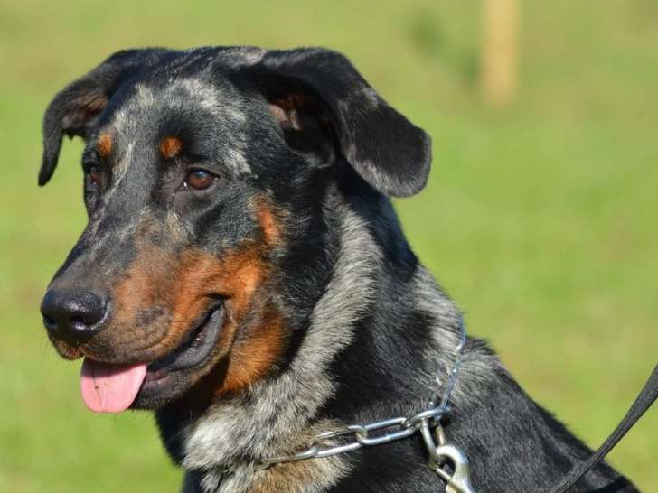 Chien Beauceron arlequin LOF de 2 ans à la saillie