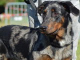 Chien Beauceron arlequin LOF de 2 ans à la saillie