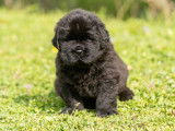 8 chiots Terre-neuve noirs LOF disponibles à la réservation