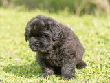 8 chiots Terre-neuve noirs LOF disponibles à la réservation