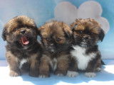 Des chiots Lhassa Apso LOF à réserver