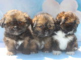 Des chiots Lhassa Apso LOF à réserver