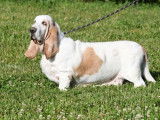 Une chienne Basset Hound de 6 ans à vendre