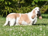 Une chienne Basset Hound de 6 ans à vendre