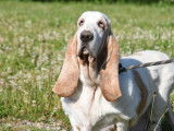 Une chienne Basset Hound de 6 ans à vendre