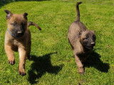 Chiots de race Berger Belge Malinois &agrave; vendre (4 femelles & 6 m&acirc;les)