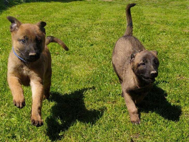 Chiots de race Berger Belge Malinois à vendre (4 femelles & 6 mâles)