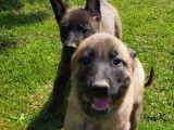 Chiots de race Berger Belge Malinois &agrave; vendre (4 femelles & 6 m&acirc;les)