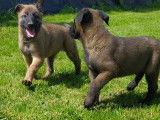 Chiots de race Berger Belge Malinois &agrave; vendre (4 femelles & 6 m&acirc;les)