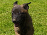 Chiots de race Berger Belge Malinois &agrave; vendre (4 femelles & 6 m&acirc;les)