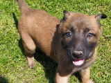 Chiots de race Berger Belge Malinois &agrave; vendre (4 femelles & 6 m&acirc;les)