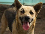 Chienne marron disponible à l'adoption
