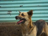 Chienne marron disponible à l'adoption