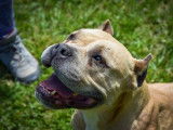 Chienne American Bully à la recherche d'un foyer