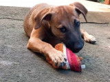 À adopter : chiot femelle de 4 mois