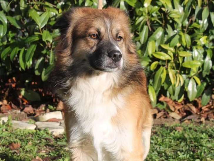 Disponible à l'adoption : chien marron et blanc