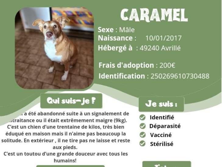 À la recherche d'une famille : chien marron et blanc