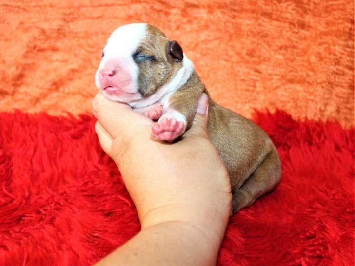 Chiots American Staffordshire Terrier LOF à vendre
