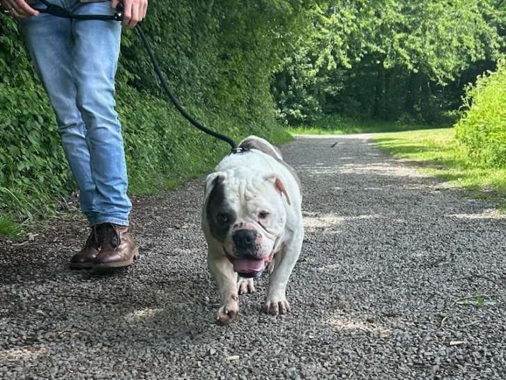À adopter : chien American Bully noir et blanc