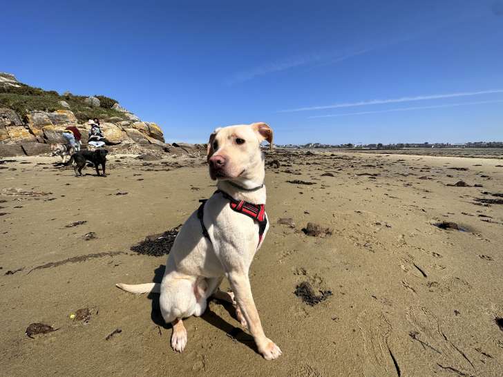 Disponible à l'adoption : chien Labrador beige