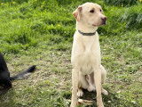 Disponible &agrave; l'adoption : chien Labrador beige
