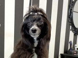 En attente d'adoption : chienne de 2 ans